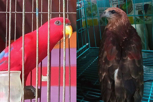 Hand Over of Moluccan Parrot and Hawk Eagle in Batang Toru (September 22, 2020)